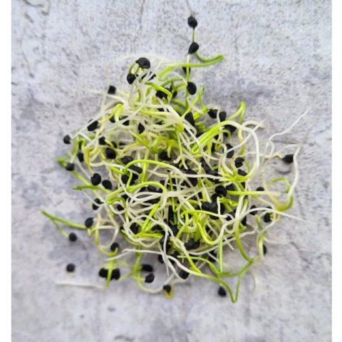 BIO Πράσο Allium Porrum 10gr για φύτρα